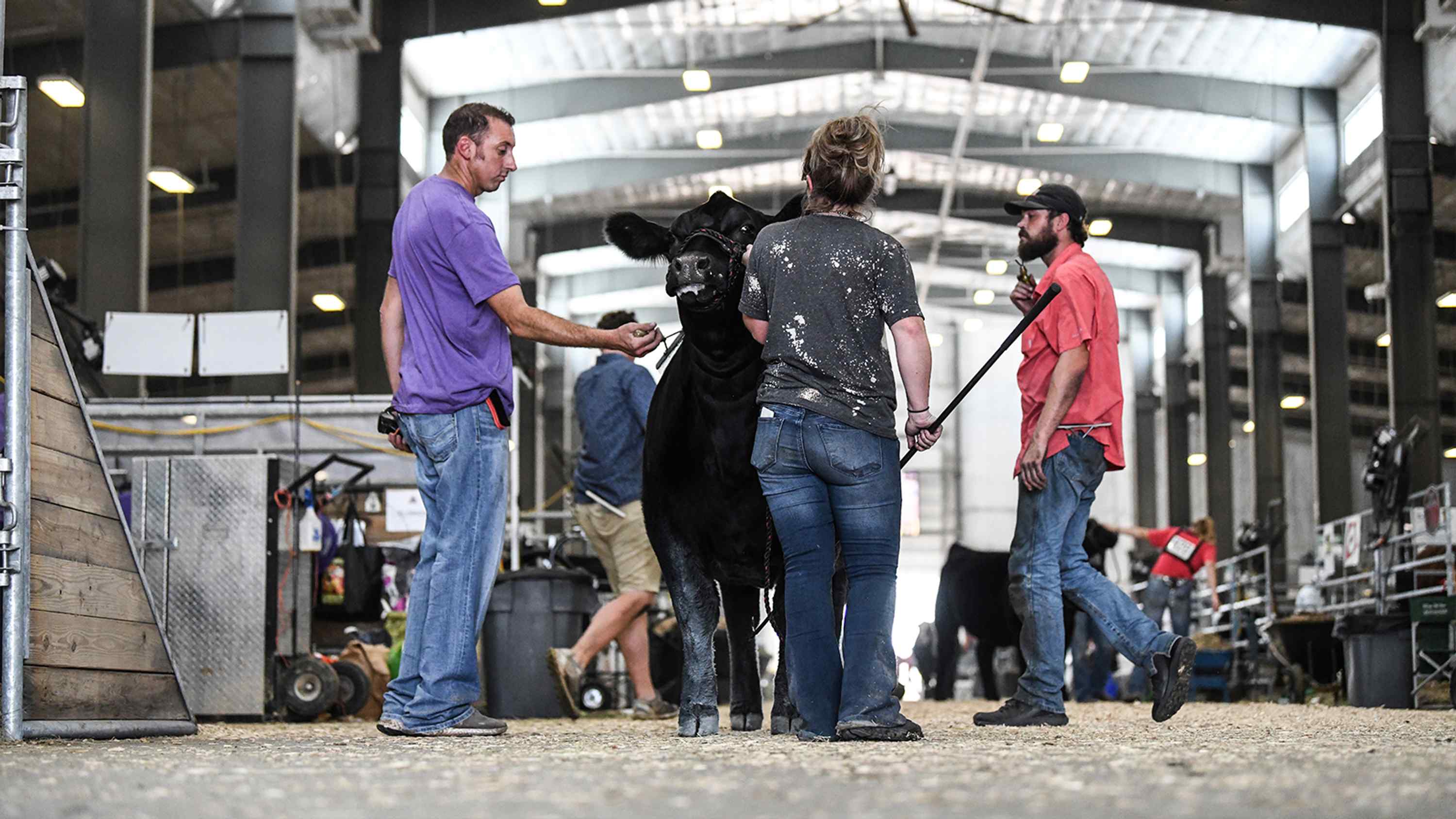 Simmental Junior National