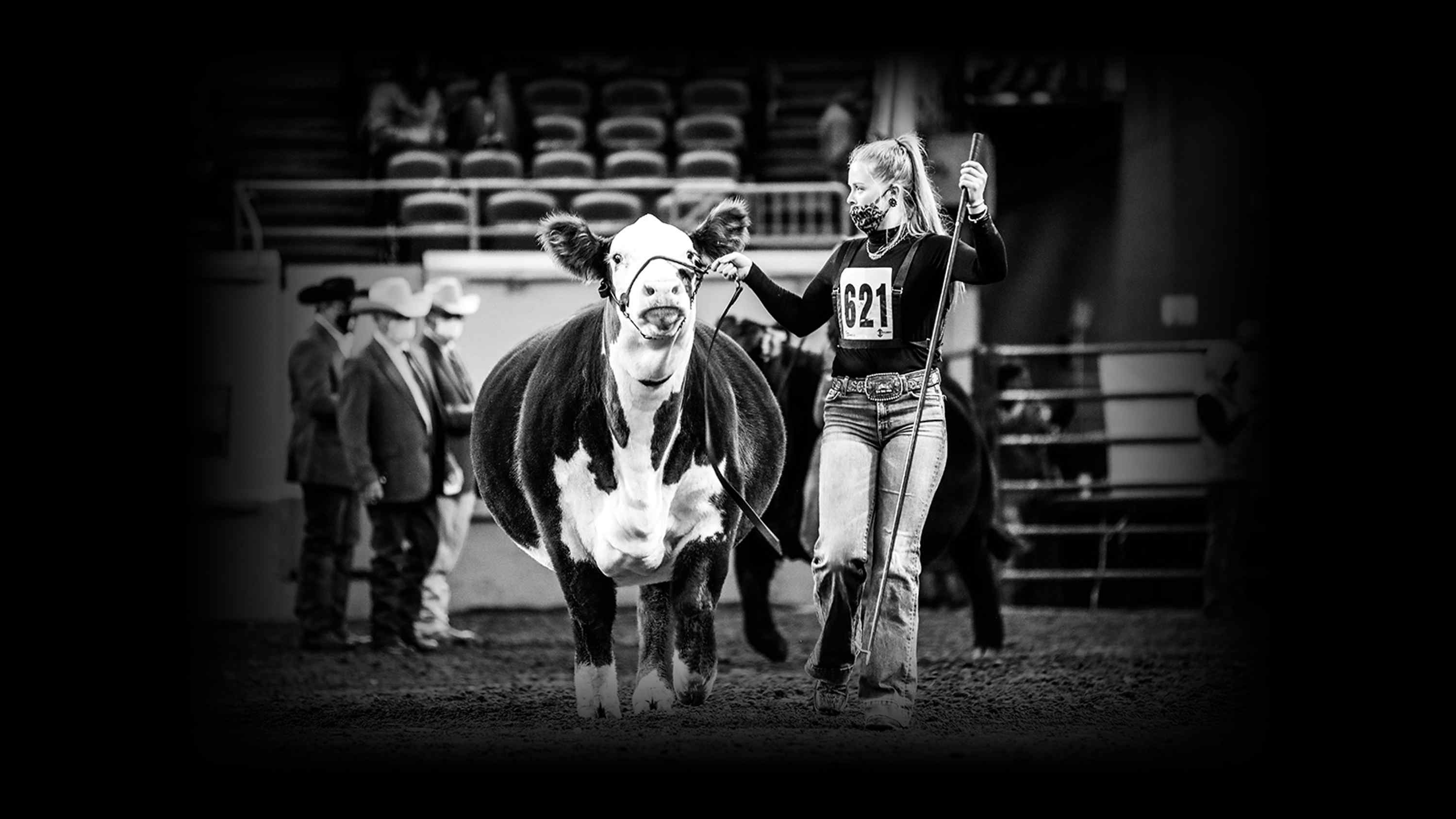Lauren May Wins Heifer of the Year